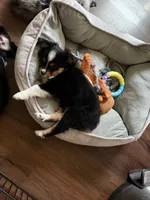 Sissy, a female Miniature Australian Shepherd for sale in Indianapolis, IN – 2 of 2