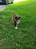 Baby, a female Miniature Australian Shepherd for sale in Indianapolis, IN – 2 of 7