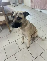 Calypso, a female German Shepherd Dog and American Mastiff for sale in San Antonio, TX – Photo 1 of 3