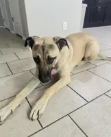 Calypso, a female German Shepherd Dog and American Mastiff for sale in San Antonio, TX – Photo 3 of 3