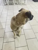 Calypso, a female German Shepherd Dog and American Mastiff for sale in San Antonio, TX – Photo 2 of 3