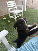 Blue Bear, a female Border Collie and Golden Retriever for sale in Bullhead City, AZ – 2 of 3