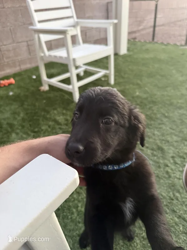 Blue Bear – Border Collie, Golden Retriever puppy for sale in Bullhead City, AZ