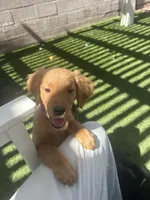 Purple Goldie, a female Border Collie and Golden Retriever for sale in Bullhead City, AZ – 2 of 4