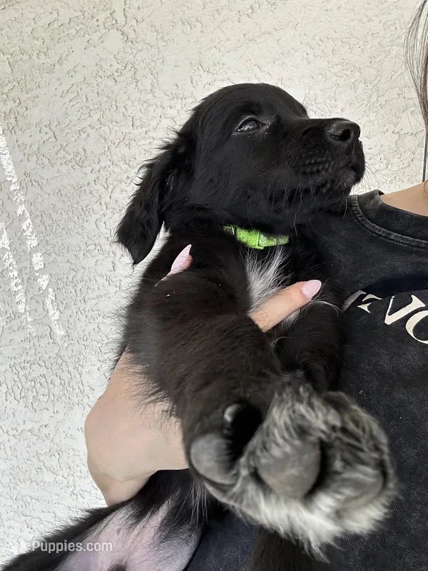 Green – Border Collie, Golden Retriever puppy for sale in Bullhead City, AZ