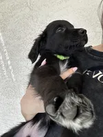 Green, a male Border Collie and Golden Retriever for sale in Bullhead City, AZ – 1 of 2