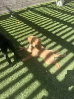 Purple Goldie, a female Border Collie and Golden Retriever for sale in Bullhead City, AZ – 4 of 4