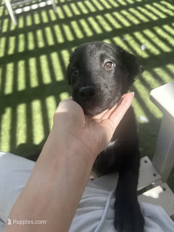 Pink – Border Collie, Golden Retriever puppy for sale in Bullhead City, AZ