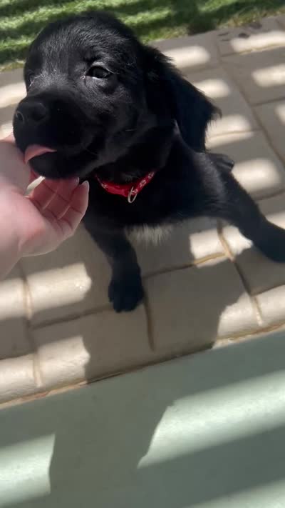 Red, a male Border Collie and Golden Retriever for sale in Bullhead City, AZ – 2 of 2