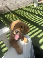 Purple Goldie, a female Border Collie and Golden Retriever for sale in Bullhead City, AZ – 1 of 4