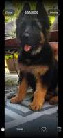 Ronnie, a male German Shepherd Dog for sale in Auburn, WA – 5 of 6