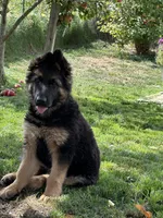 Barron, a male German Shepherd Dog for sale in Auburn, WA – 3 of 5
