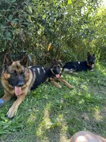 Barron, a male German Shepherd Dog for sale in Auburn, WA – 5 of 5