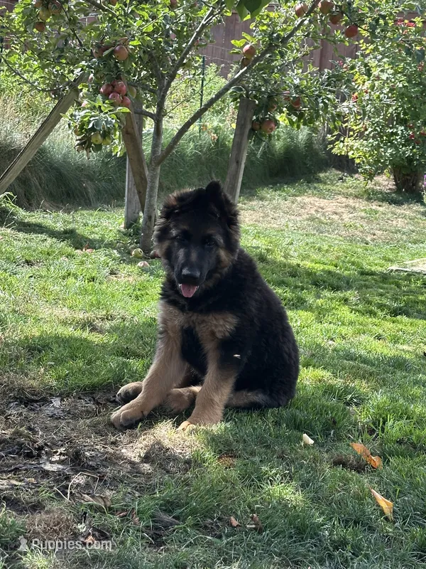 Barron – German Shepherd Dog puppy for sale in Auburn, WA