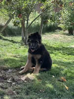 Barron, a male German Shepherd Dog for sale in Auburn, WA – 1 of 5