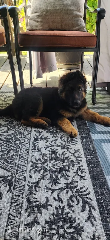 Ronnie – German Shepherd Dog puppy for sale in Auburn, WA