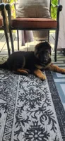 Ronnie, a male German Shepherd Dog for sale in Auburn, WA – 1 of 6