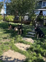 Barron, a male German Shepherd Dog for sale in Auburn, WA – 2 of 5