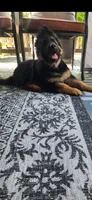 Ronnie, a male German Shepherd Dog for sale in Auburn, WA – 3 of 6
