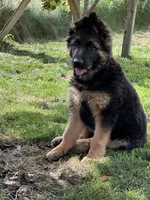 Barron, a male German Shepherd Dog for sale in Auburn, WA – 4 of 5