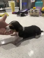 Smokey, a male Basset Hound for sale in Desert Hot Springs, CA – 3 of 3