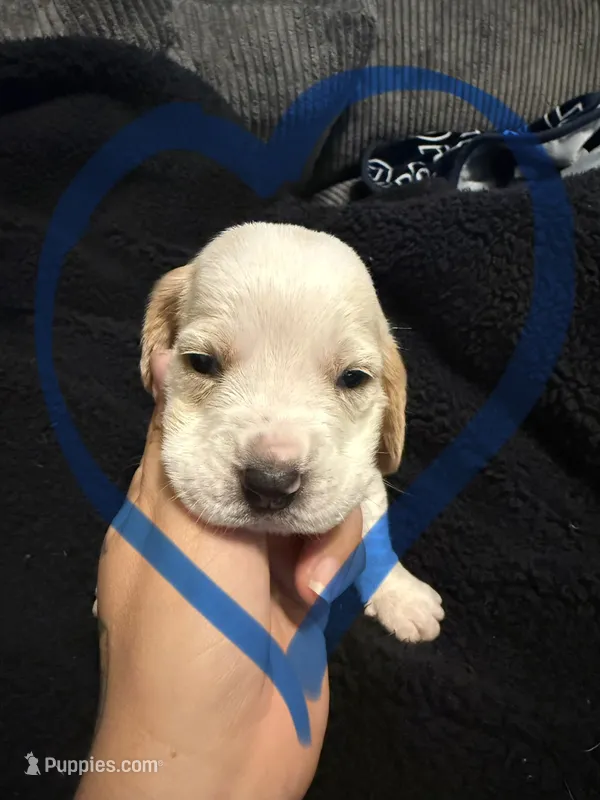 Snowman – Basset Hound puppy for sale in Desert Hot Springs, CA
