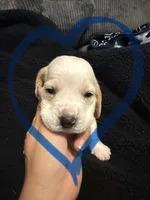 Snowman, a male Basset Hound for sale in Desert Hot Springs, CA – 1 of 3
