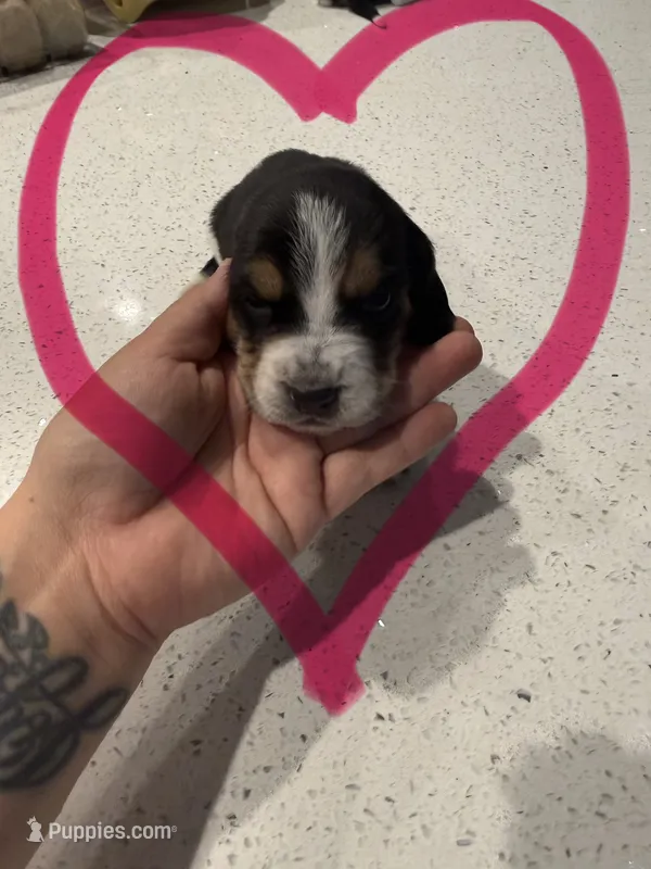 Foxy Lady – Basset Hound puppy for sale in Desert Hot Springs, CA