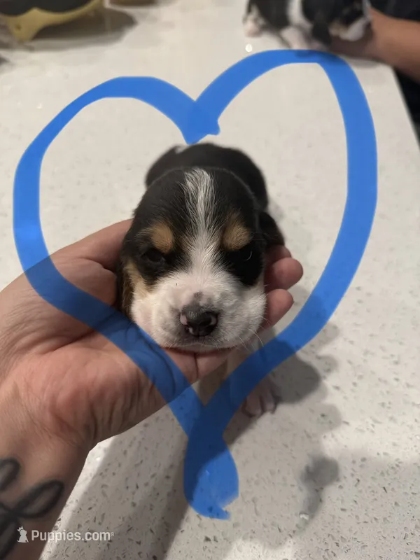 Smokey – Basset Hound puppy for sale in Desert Hot Springs, CA