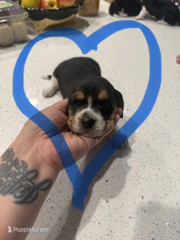 Buford T. Justice – Basset Hound puppy for sale in Desert Hot Springs, CA