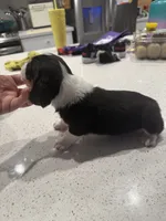 Fred Jr. , a male Basset Hound for sale in Desert Hot Springs, CA – 3 of 3