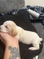 Frog, a female Basset Hound for sale in Desert Hot Springs, CA – 2 of 3