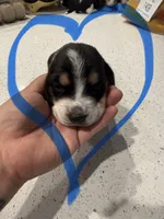 Fred Jr. , a male Basset Hound for sale in Desert Hot Springs, CA – 1 of 3