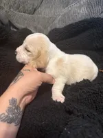 Snowman, a male Basset Hound for sale in Desert Hot Springs, CA – 3 of 3