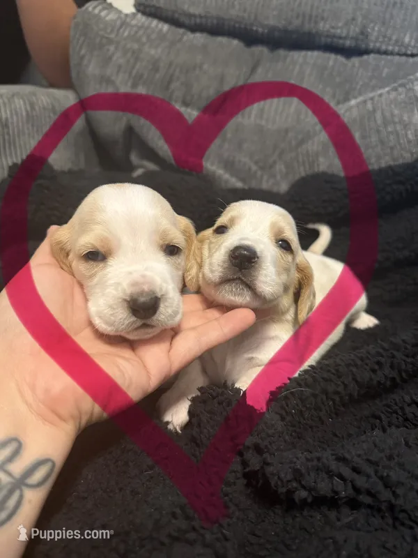 Little Beaver and Hot Pants – Basset Hound puppy for sale in Desert Hot Springs, CA