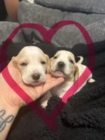 Little Beaver and Hot Pants, a female Basset Hound for sale in Desert Hot Springs, CA – 1 of 3