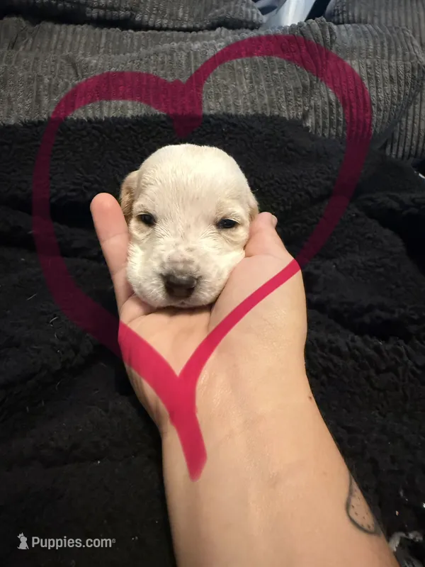 Frog – Basset Hound puppy for sale in Desert Hot Springs, CA