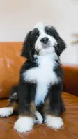 Hoppy, a male Aussiedoodle and Bernedoodle for sale in Kansas City, MO – Photo 4 of 6