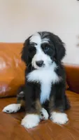 Hoppy, a male Aussiedoodle and Bernedoodle for sale in Kansas City, MO – Photo 5 of 6