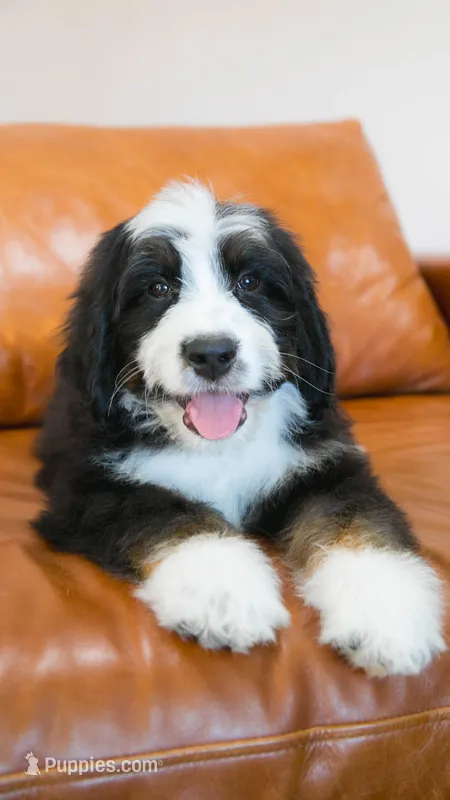 Hoppy – Aussiedoodle, Bernedoodle puppy for sale in Kansas City, MO