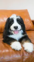 Hoppy, a male Aussiedoodle and Bernedoodle for sale in Kansas City, MO – Photo 1 of 6