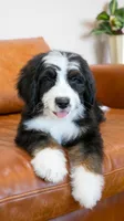 Hoppy, a male Aussiedoodle and Bernedoodle for sale in Kansas City, MO – Photo 6 of 6