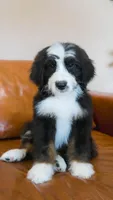 Hoppy, a male Aussiedoodle and Bernedoodle for sale in Kansas City, MO – Photo 3 of 6
