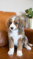 Jellybean, a female Aussiedoodle and Bernedoodle for sale in Kansas City, MO – Photo 2 of 4