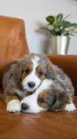 Jellybean, a female Aussiedoodle and Bernedoodle for sale in Kansas City, MO – Photo 4 of 4