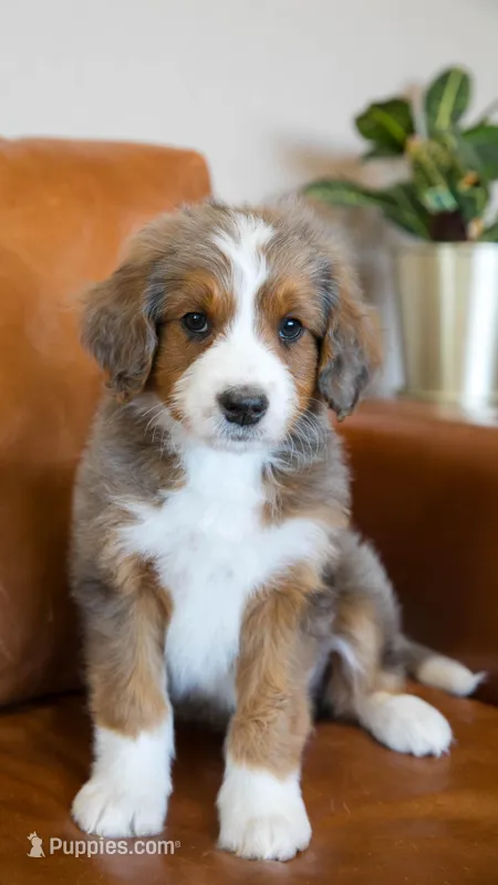 Jellybean – Aussiedoodle, Bernedoodle puppy for sale in Kansas City, MO