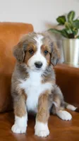 Jellybean, a female Aussiedoodle and Bernedoodle for sale in Kansas City, MO – Photo 1 of 4