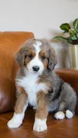 Jellybean, a female Aussiedoodle and Bernedoodle for sale in Kansas City, MO – Photo 3 of 4