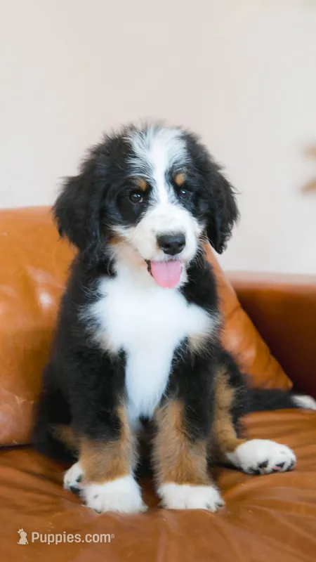 Sprout – Aussiedoodle, Bernedoodle puppy for sale in Kansas City, MO