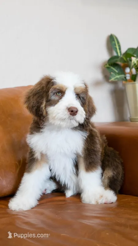 Carrot – Bernedoodle puppy for sale in Kansas City, MO